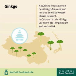 Ginkgo čaj 20 sáčků / 2,5 g